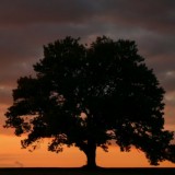 Trees could be the ultimate in green power