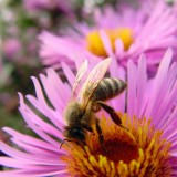 Artificial bee eye could improve robotic vision