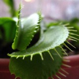 Molecular Venus flytrap could munch nuclear waste