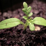 A sprinkling of nanotubes makes plants shoot up