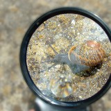 Review: Living at Microscale by David B Dusenbery