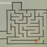 ‘Intelligent’ oil droplet navigates chemical maze