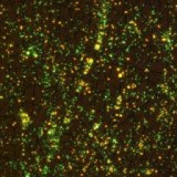 Stem cell ‘fabrics’ promise universal tissue