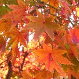Cyborg leaf makes working solar power plant
