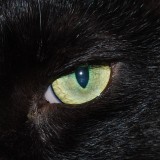 Metamaterial marble would make perfect cat’s eye