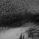 Birdwatching in stereo captures 3D flocks
