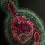 Molecular computer runs calculations inside living cell