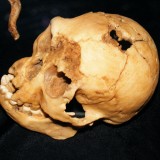Evolutionary clues from ancestors’ brains?