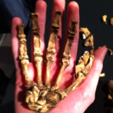A potted history of human evolution