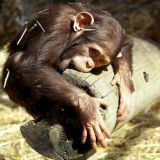 Chimp beds hint how early humans ditched tree-sleeping