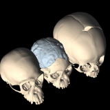 The scars of size in Australopithecus