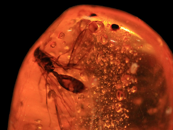 Tree sap makes a formidable underwater insect trap