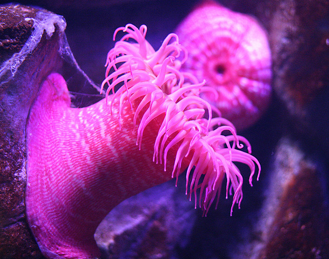 Sea anemone stings make a ‘hypodermic’ skin cream