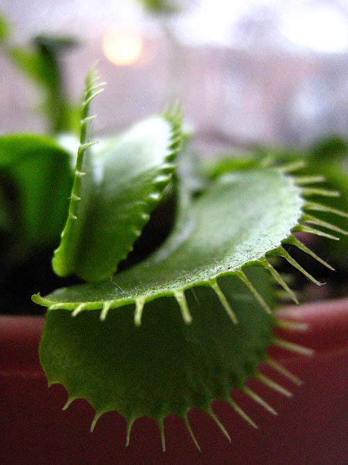 Molecular Venus flytrap could munch nuclear waste