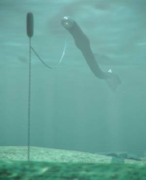 Sea ‘snake’ generates electricity with every wave