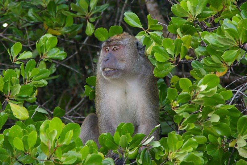 Macaque monkeys ‘pay’ for sex