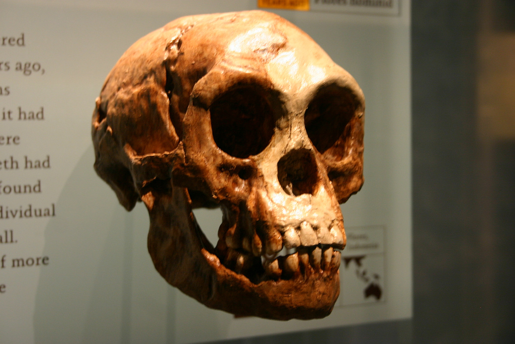 New bones suggest ‘hobbits’ were modern pygmies