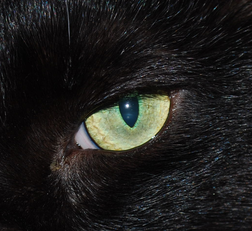 Metamaterial marble would make perfect cat’s eye