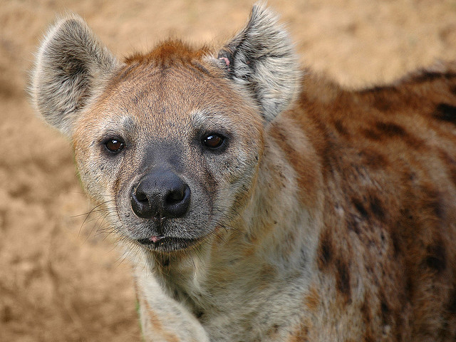 Hyena has hidden ‘language’ of groans