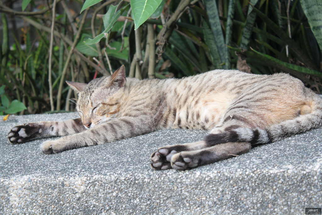 Are catnaps as beneficial as actual sleep?