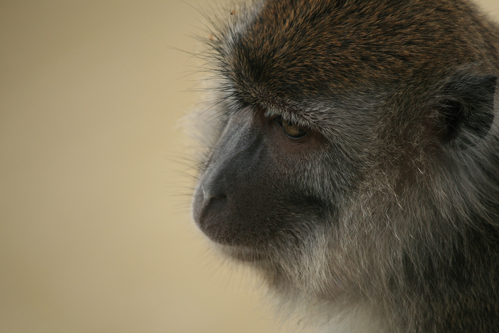 Monkeys tune in to your way of thinking
