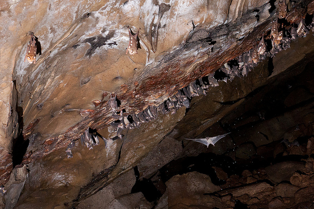 Fatal fungus threatens America’s bats