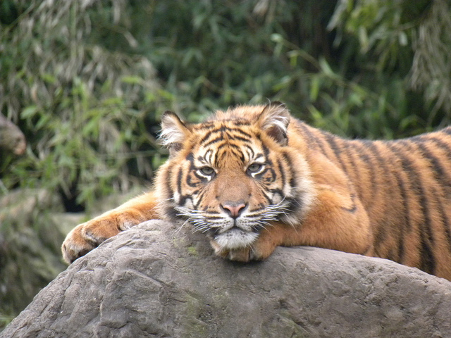 Sumatran tigers ‘being sold into extinction’