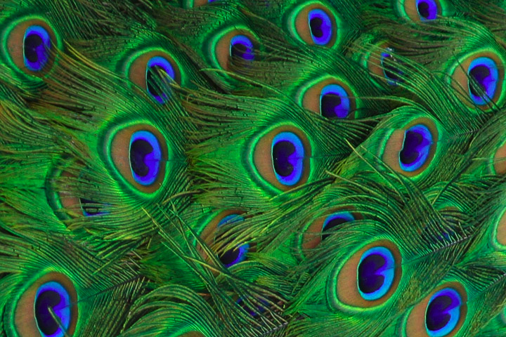 Have peacock tails lost their sexual allure?