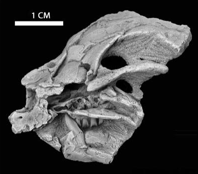 Early baby dinosaur had full-grown bite