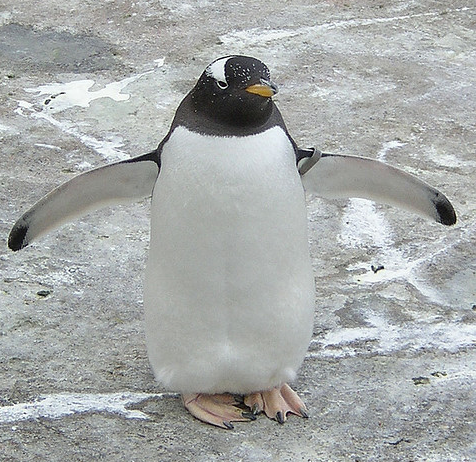Smart camera keeps an eye on endangered penguins