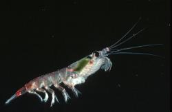 ‘Amazing’ discovery finds krill in Antarctic abyss