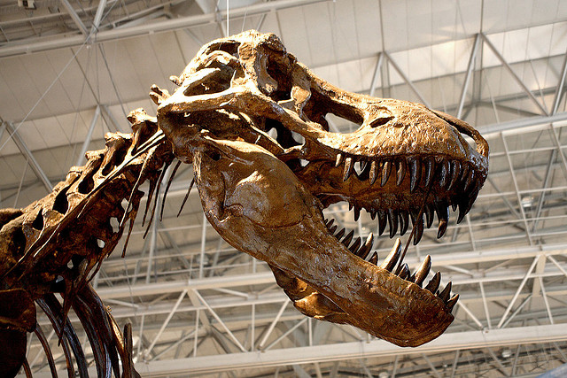 Dino Gangs: Did dinosaurs hunt in packs?