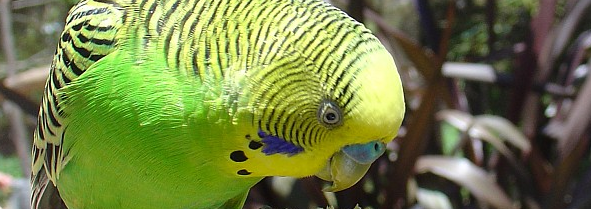 Budgies find yawns irresistible too