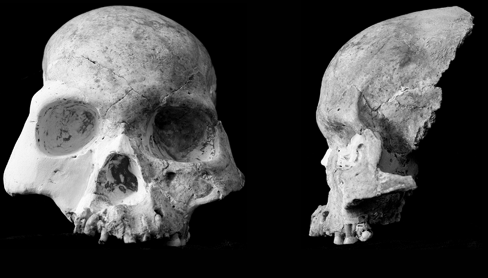 Chinese human fossils unlike any known species