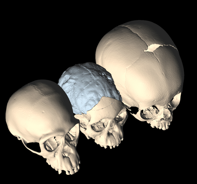 The scars of size in Australopithecus