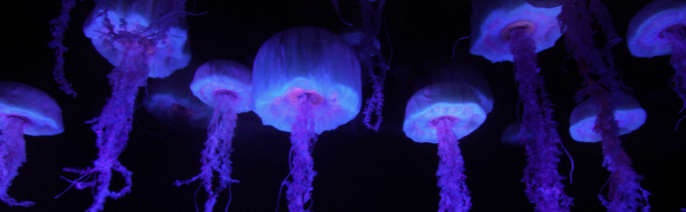 Jellyfish mucus perfect for cosmetics