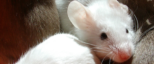 Extra genes help mice keep youthful looks
