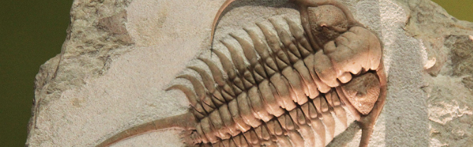 For trilobites, variety really was the spice of life