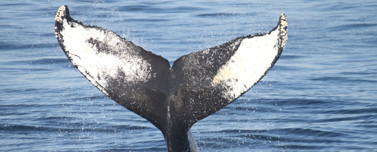 Echolocation took whales to the depths