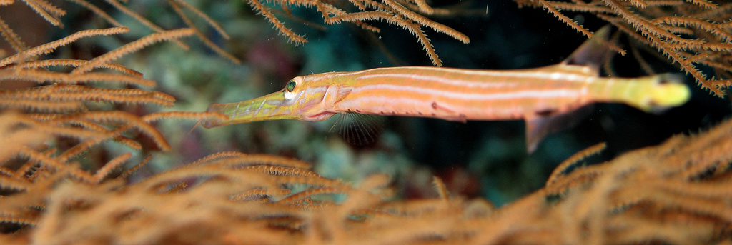 Papa pipefish’s pregnancy good for young’s immunity