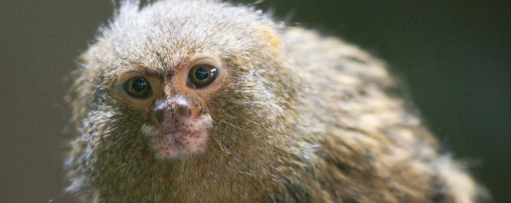 Tiny monkey teeth suggest Flores hobbit was a dwarf