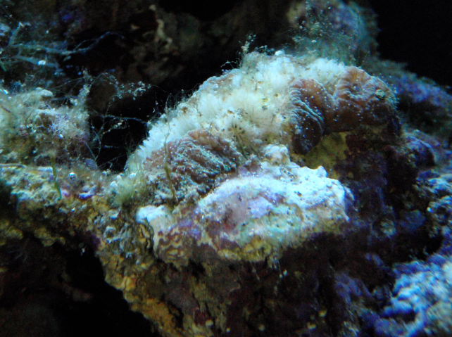 The synchronising secret to coral’s moonlit orgy