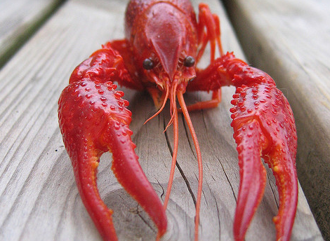 Lobster pain may prick diners’ consciences