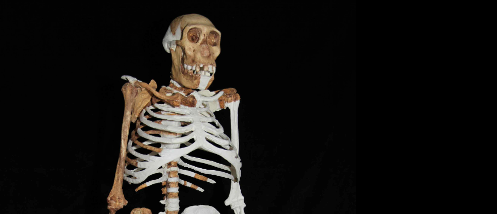 Hints of oldest human skin found on ape-like ancestor
