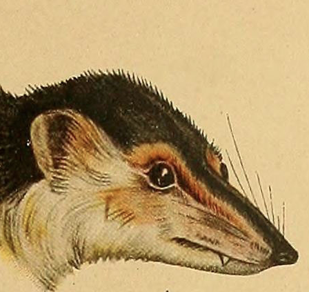 The pint-sized sabre-toothed opossum