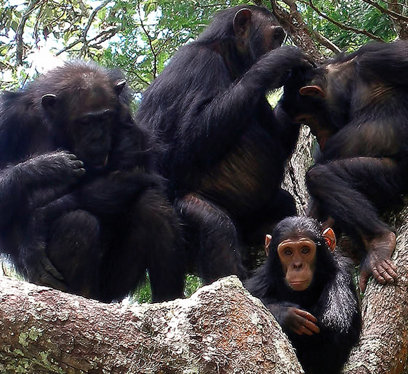 Chimps have experimented with sex more than humans