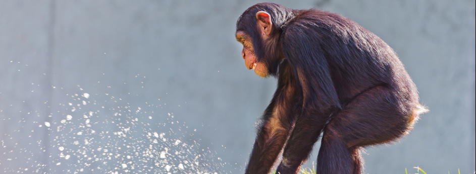 Forget doggy paddle – apes prefer breaststroke