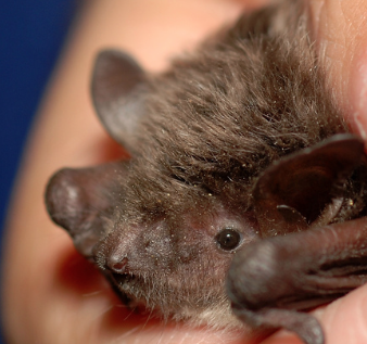 Gene clues may explain why Brandt’s bat lives so long