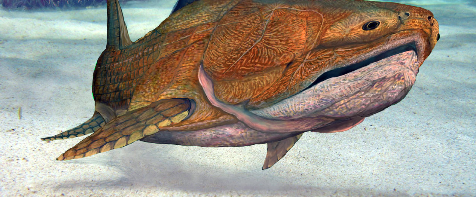 Fish fossil suggests our skeleton evolved face first