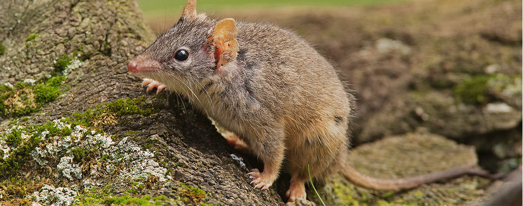 Competition drives marsupial males to suicidal sex